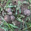 Coprinellus arenicola Wartchow & A. R. Gomes 2014的圖片