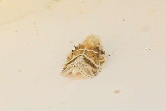 Eucraera gemmata Distant 1897的圖片