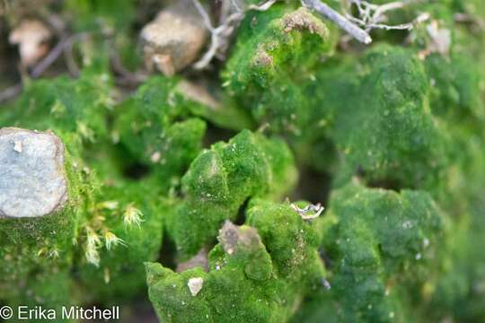 Image of Pennsylvania pogonatum moss