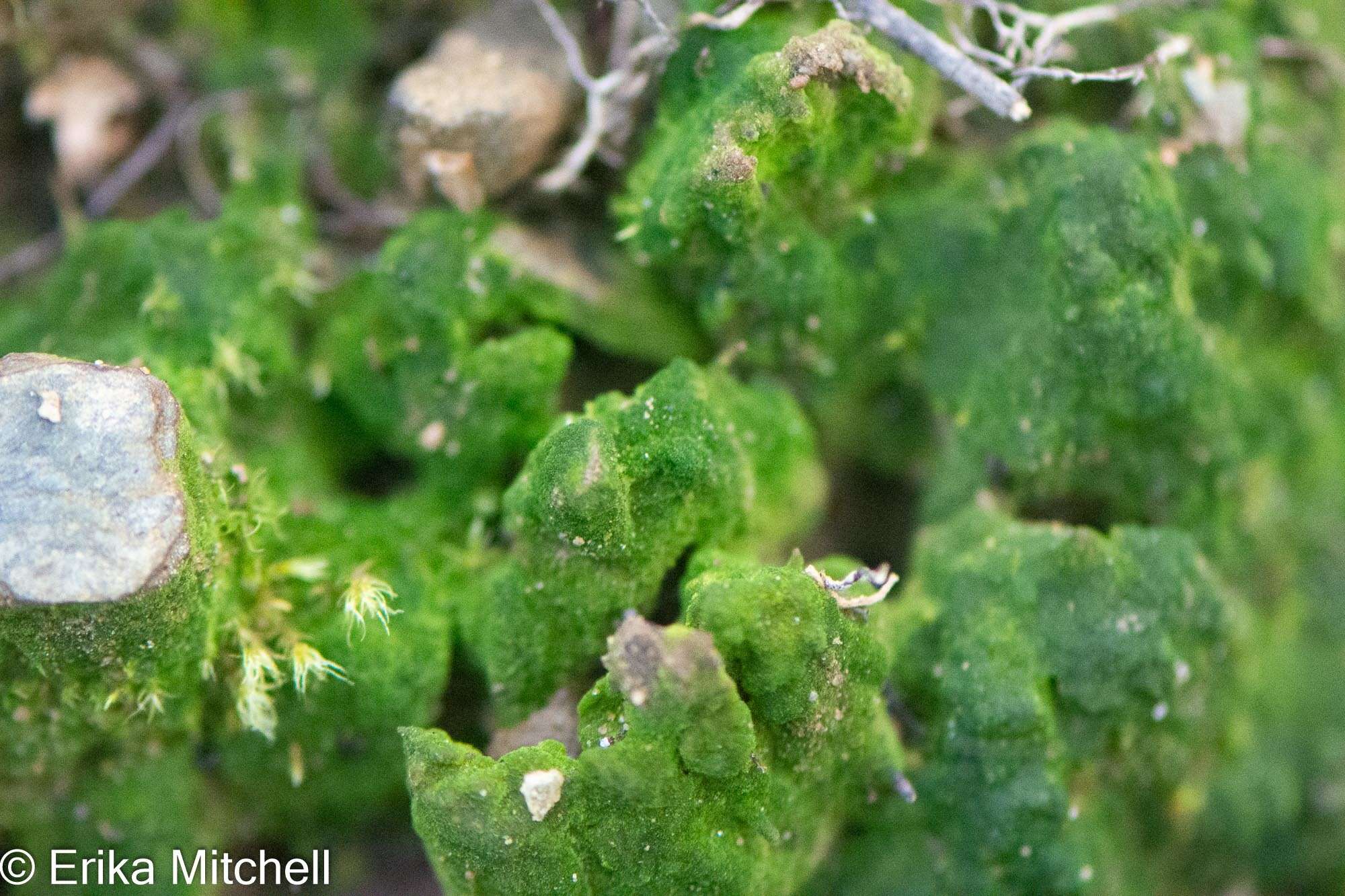 Image of Pennsylvania pogonatum moss