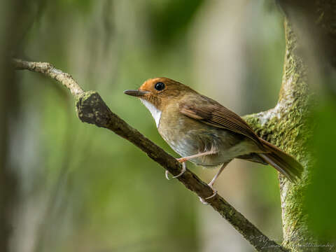 Image of Anthipes solitaris malayana (Sharpe 1888)