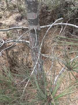 Image of Torrey pine