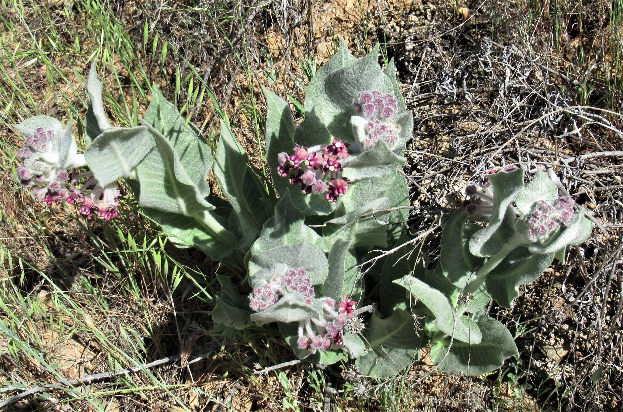 Imagem de Asclepias californica subsp. greenei Woods.