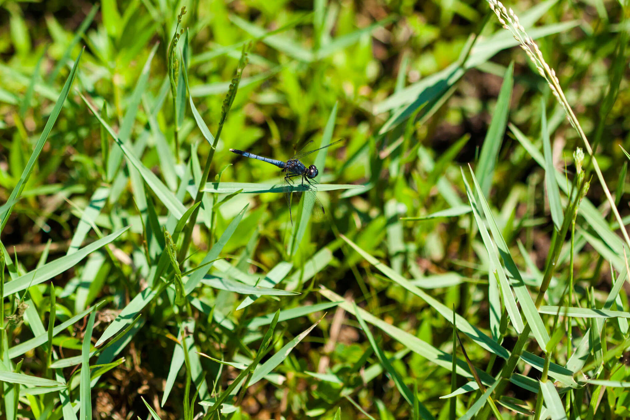 Image of Little Blue Dragonlet