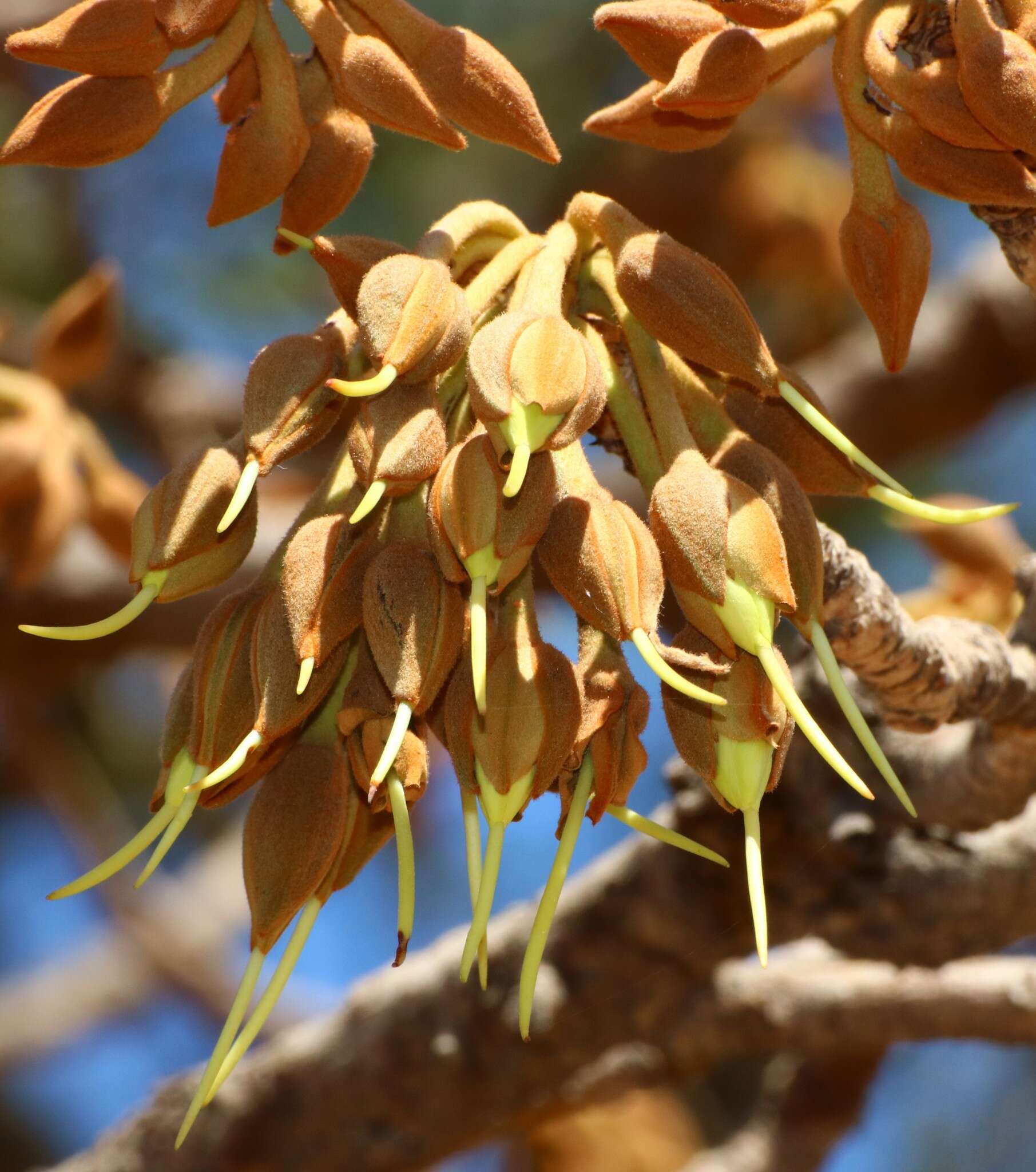 Image of moa tree