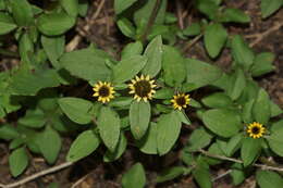 Sanvitalia angustifolia Engelm. ex A. Gray resmi