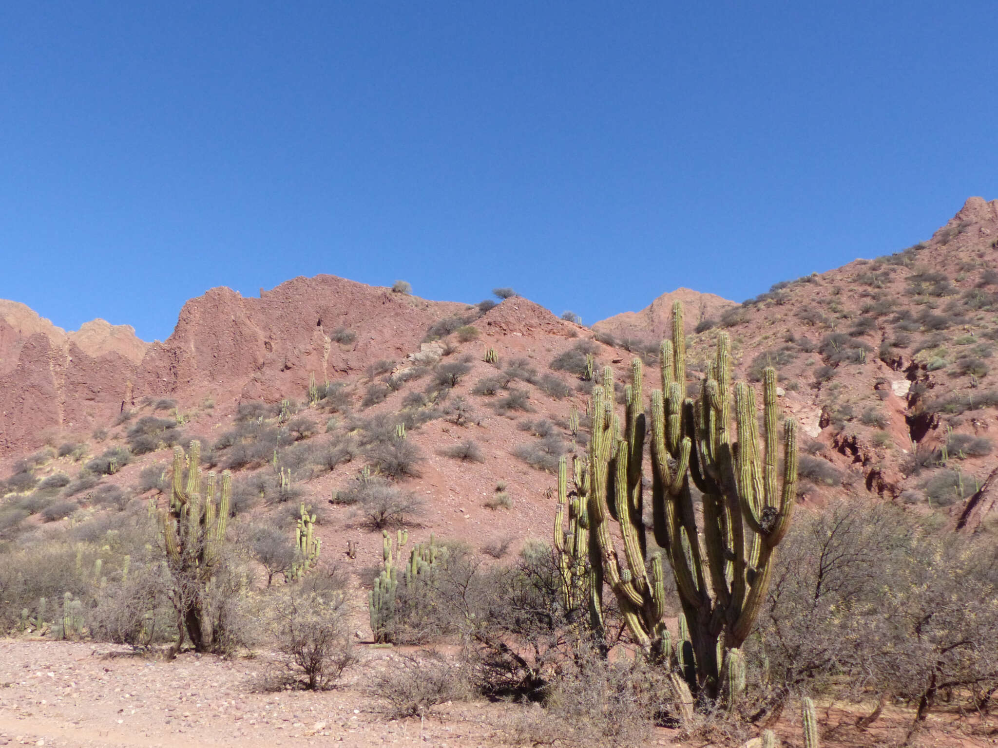 Image of Trichocereus tacaquirensis