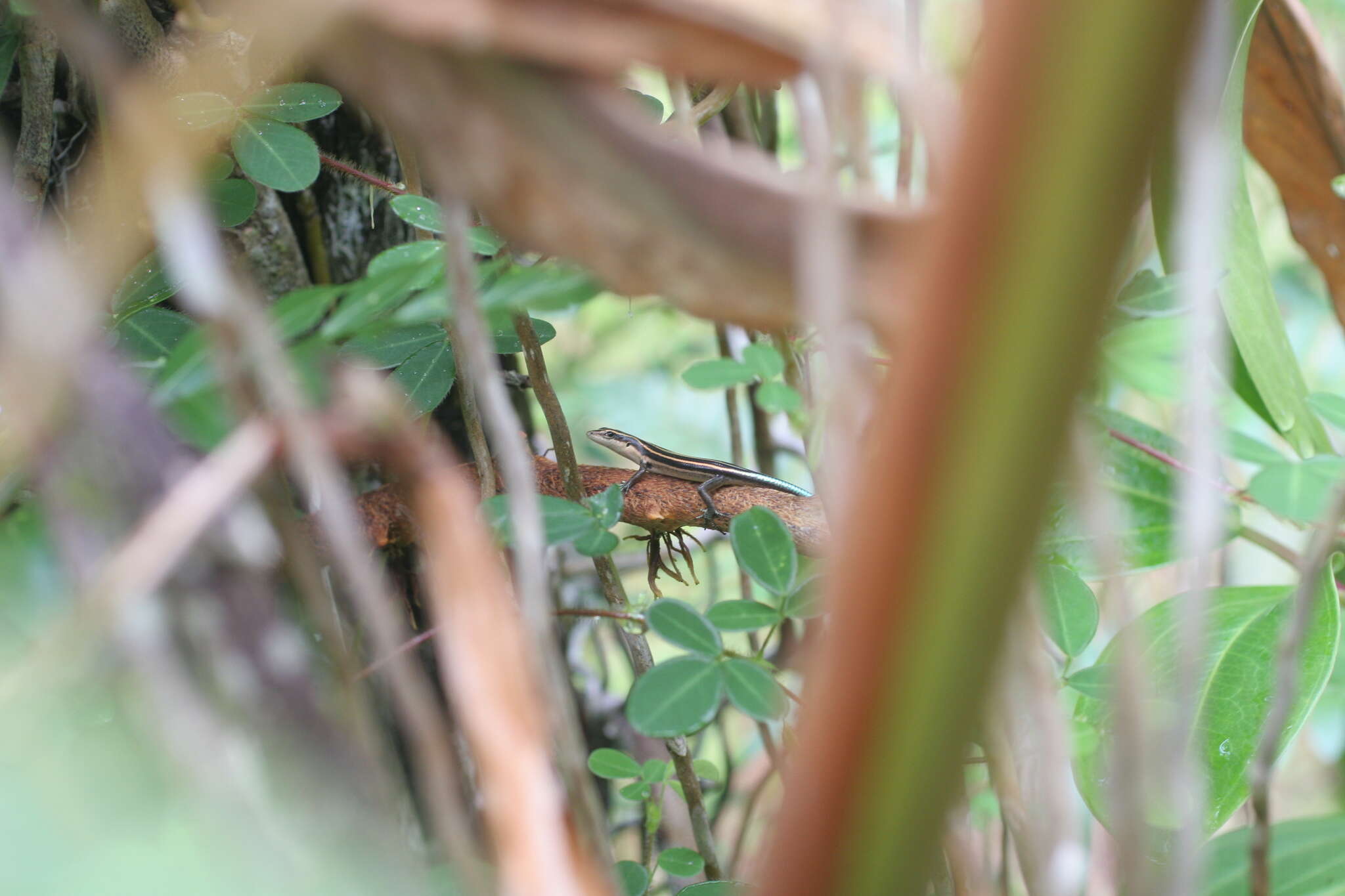 Image of Pacific Blue-Tail Skink