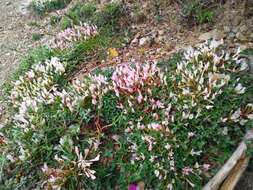 Image de Trifolium uniflorum L.