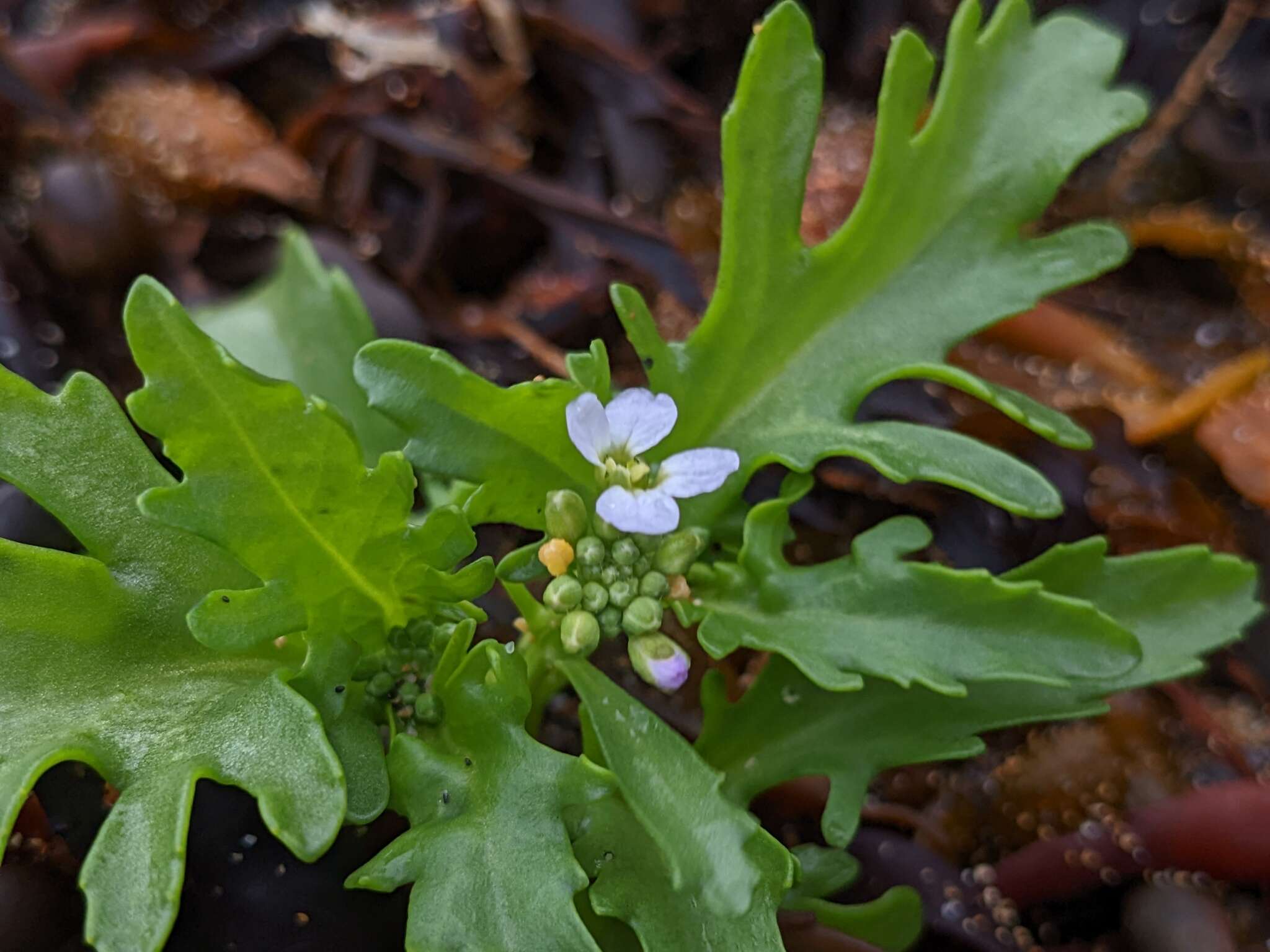 صورة Cakile maritima subsp. islandica (Gand.) Elven