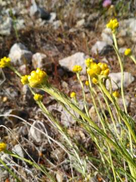 Image de Helichrysum stoechas subsp. barrelieri (Ten.) Nym.