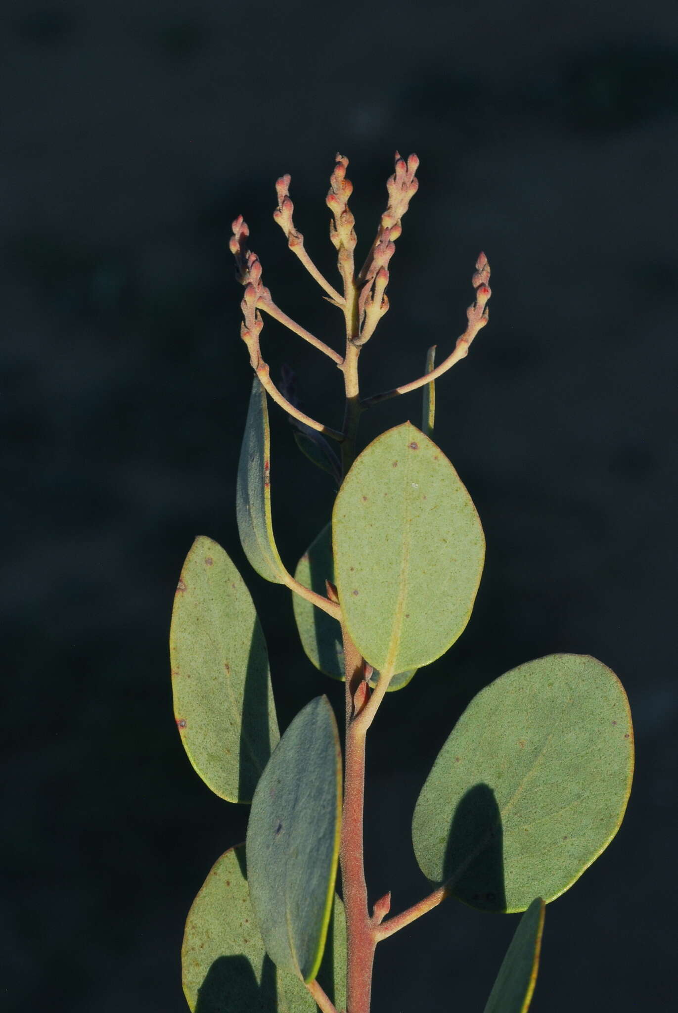 Image of Moran's manzanita