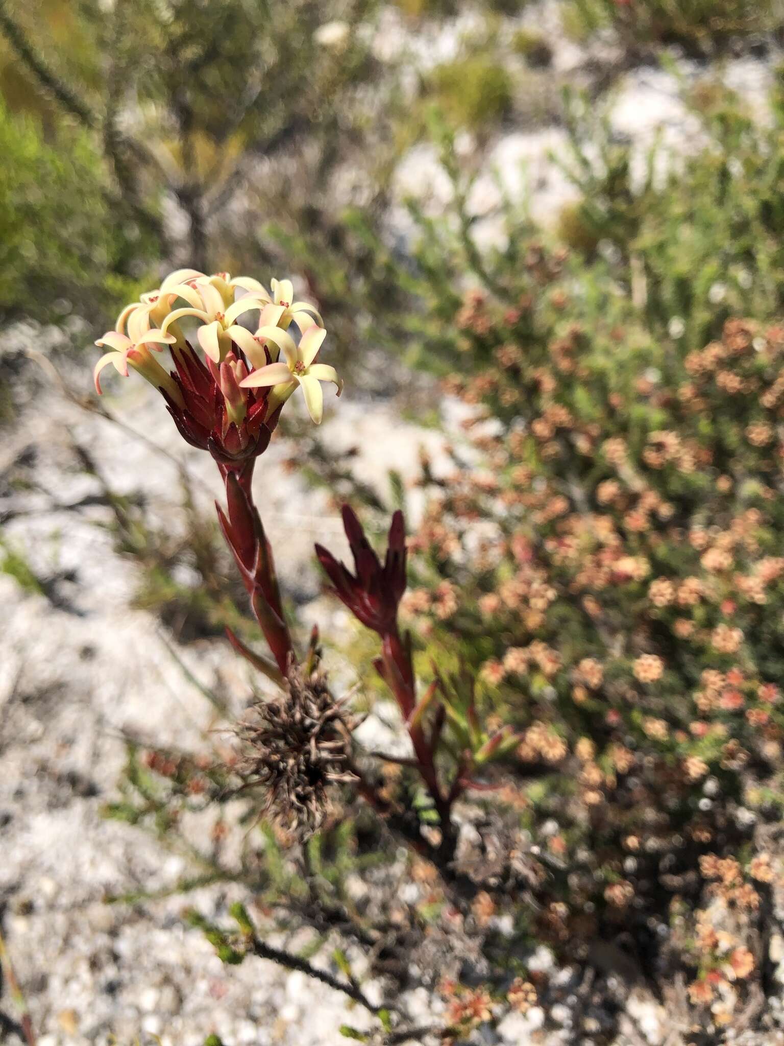 Crassula fascicularis Lam. resmi