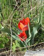 Image of Tulipa agenensis Redouté