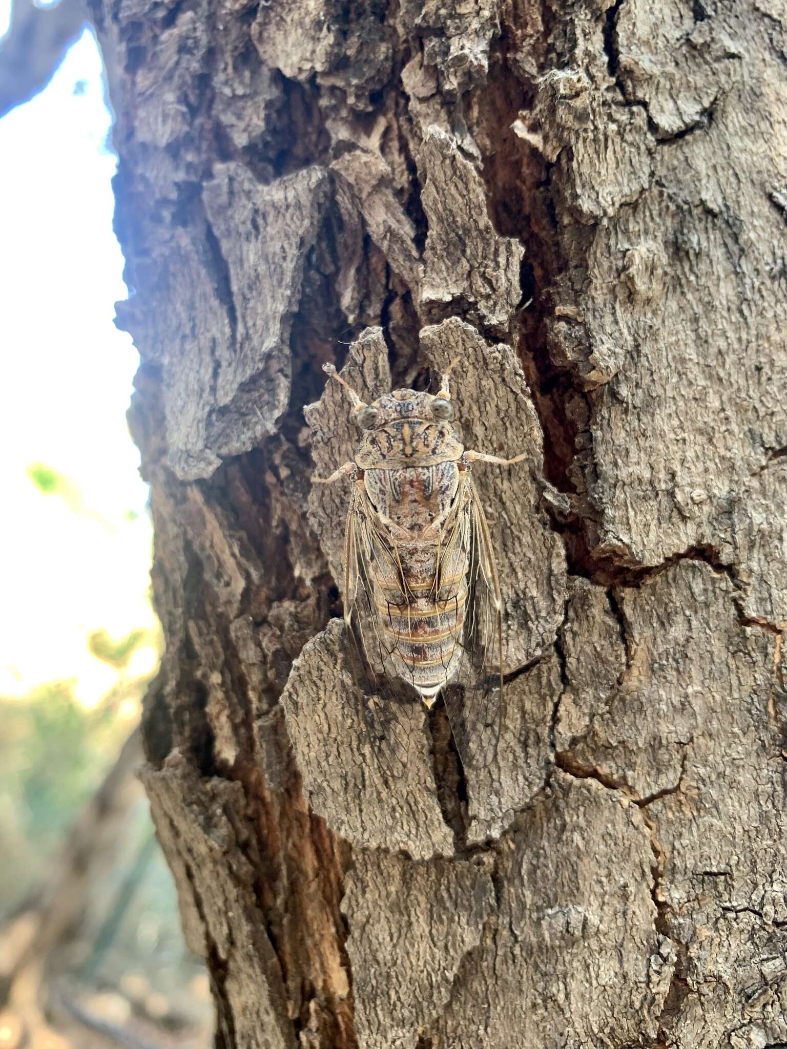 Image of Cicada cretensis Quartau & Simoes 2005