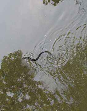 Image of Cottonmouth