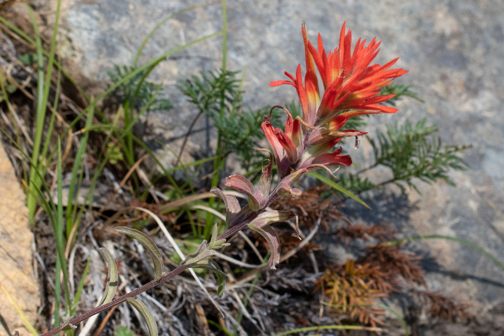 Слика од Castilleja pruinosa Fern.