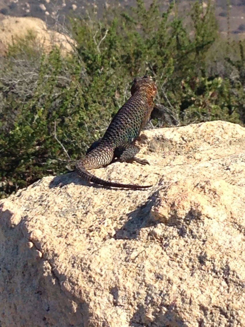 Image of Granite Spiny Lizard