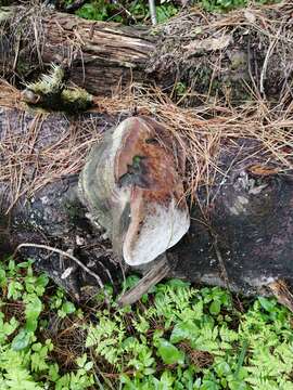 Image of Phellinus hartigii (Allesch. & Schnabl) Pat. 1903