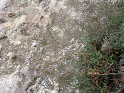 صورة Limonium cordatum (L.) Miller