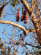 Image de Erythrina standleyana Krukoff