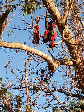 Image de Erythrina standleyana Krukoff