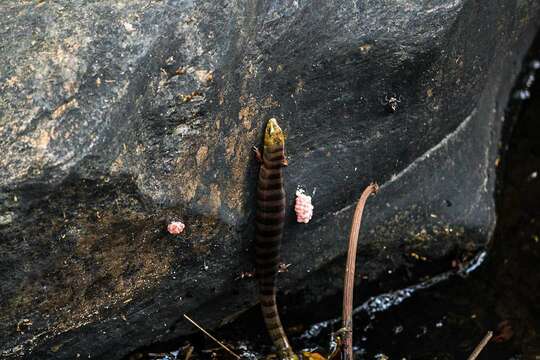 Image of Brazilian Galliwasp