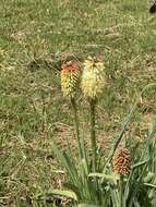 Image of Kniphofia ensifolia subsp. ensifolia