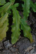 Image of Wahlenbergia lobelioides (L. fil.) Link
