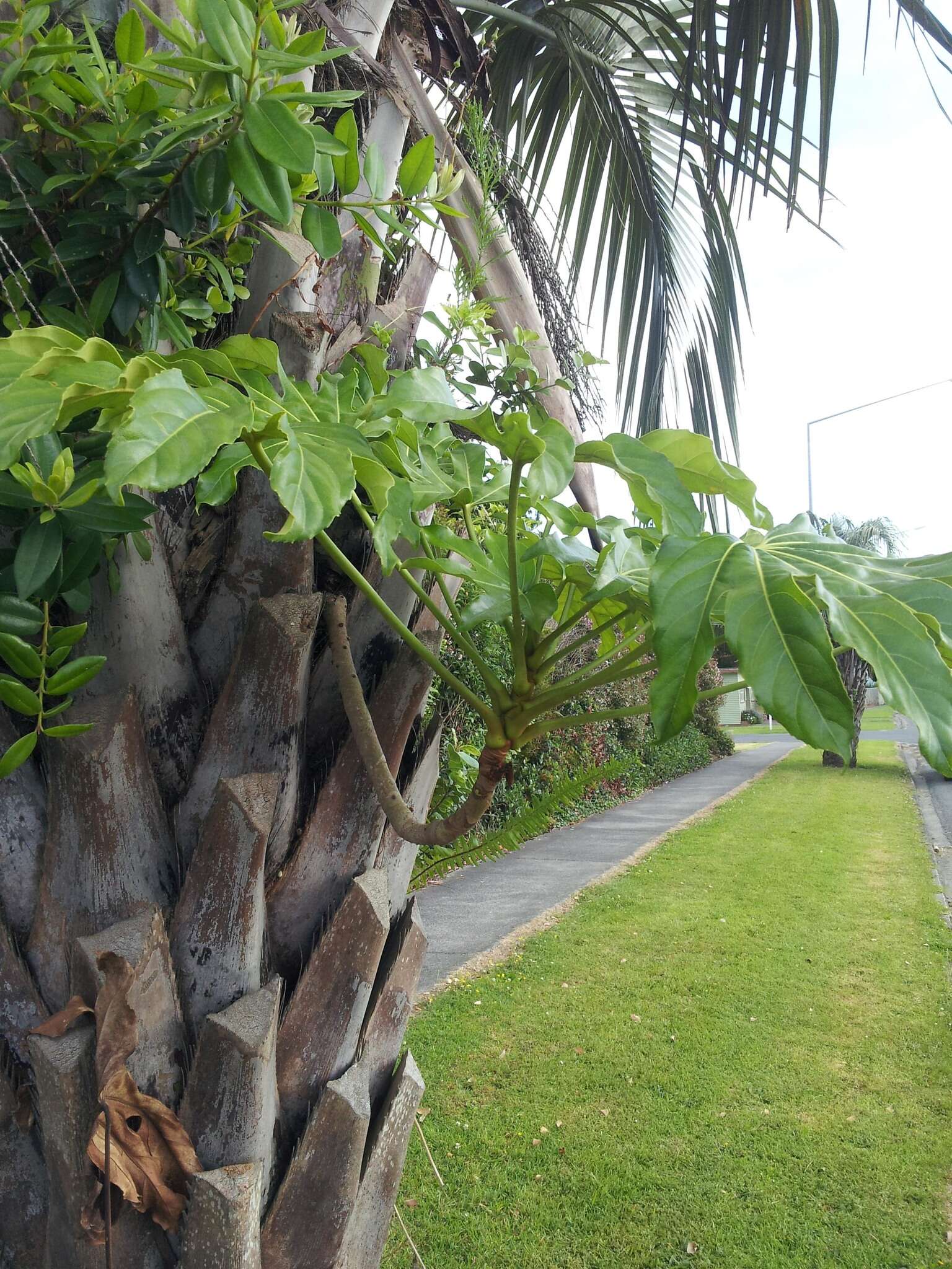 صورة Fatsia