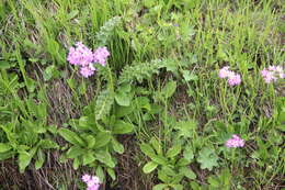 Imagem de Primula auriculata Lam.