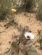 Image de Arctotis verbascifolia Harv.