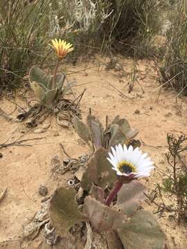 Image of Arctotis verbascifolia Harv.