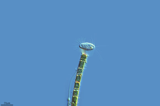 Image of <i>Cyclidium</i>