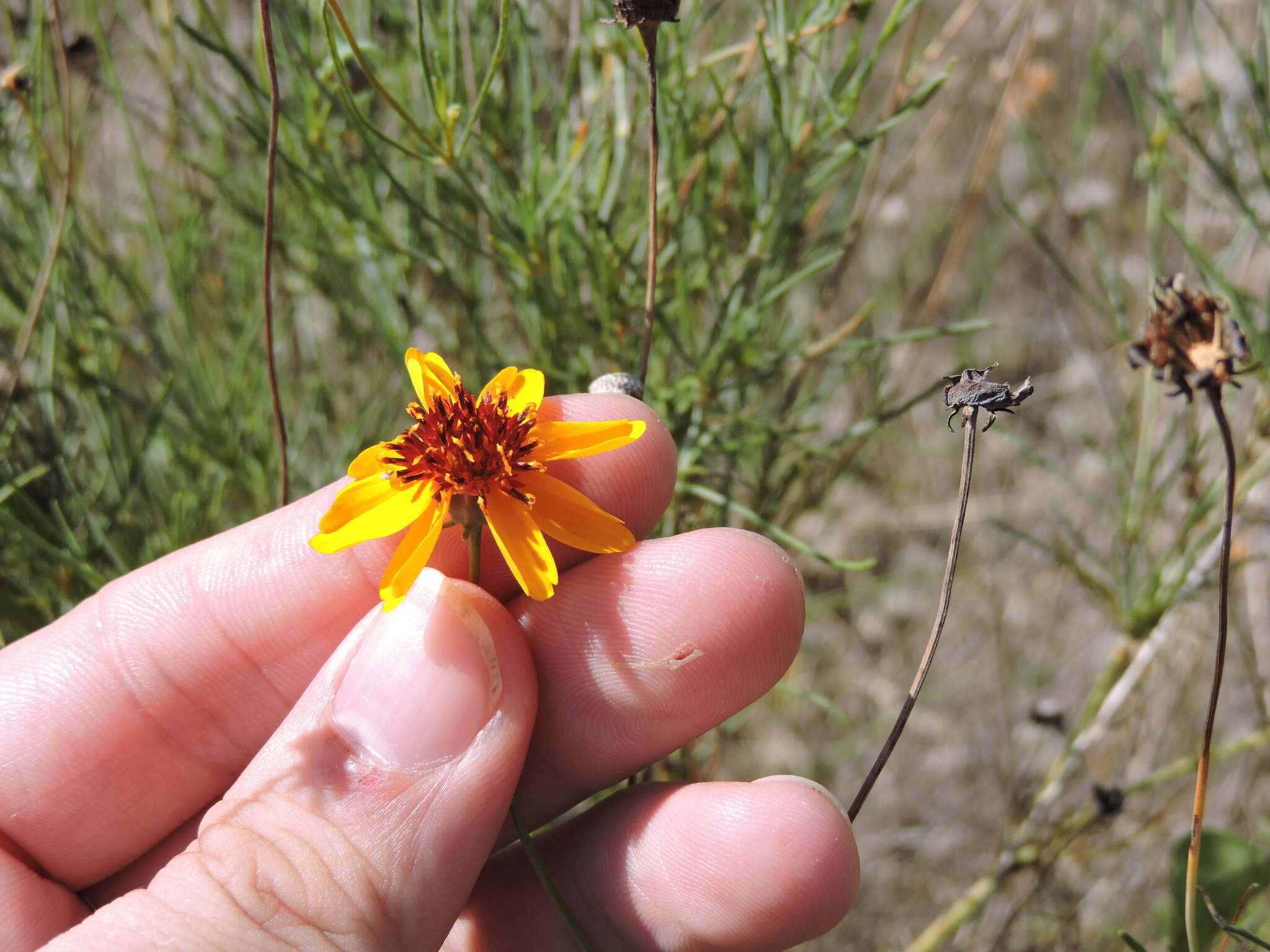 Imagem de Thelesperma filifolium (Hook.) A. Gray