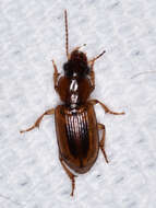 Image of LeConte's Seedcorn Beetle