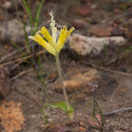 Image de Lachenalia orchioides subsp. orchioides