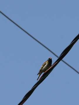 Image of Fire-fronted Serin