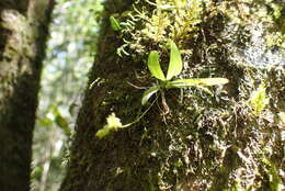 Imagem de Angraecum sacciferum Lindl.