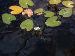 Image of Little Floatingheart