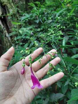 Image of Strobilanthes hamiltoniana (Steudel) J. Bosser & H. Heine