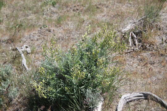 Image of Shivwits milk-vetch