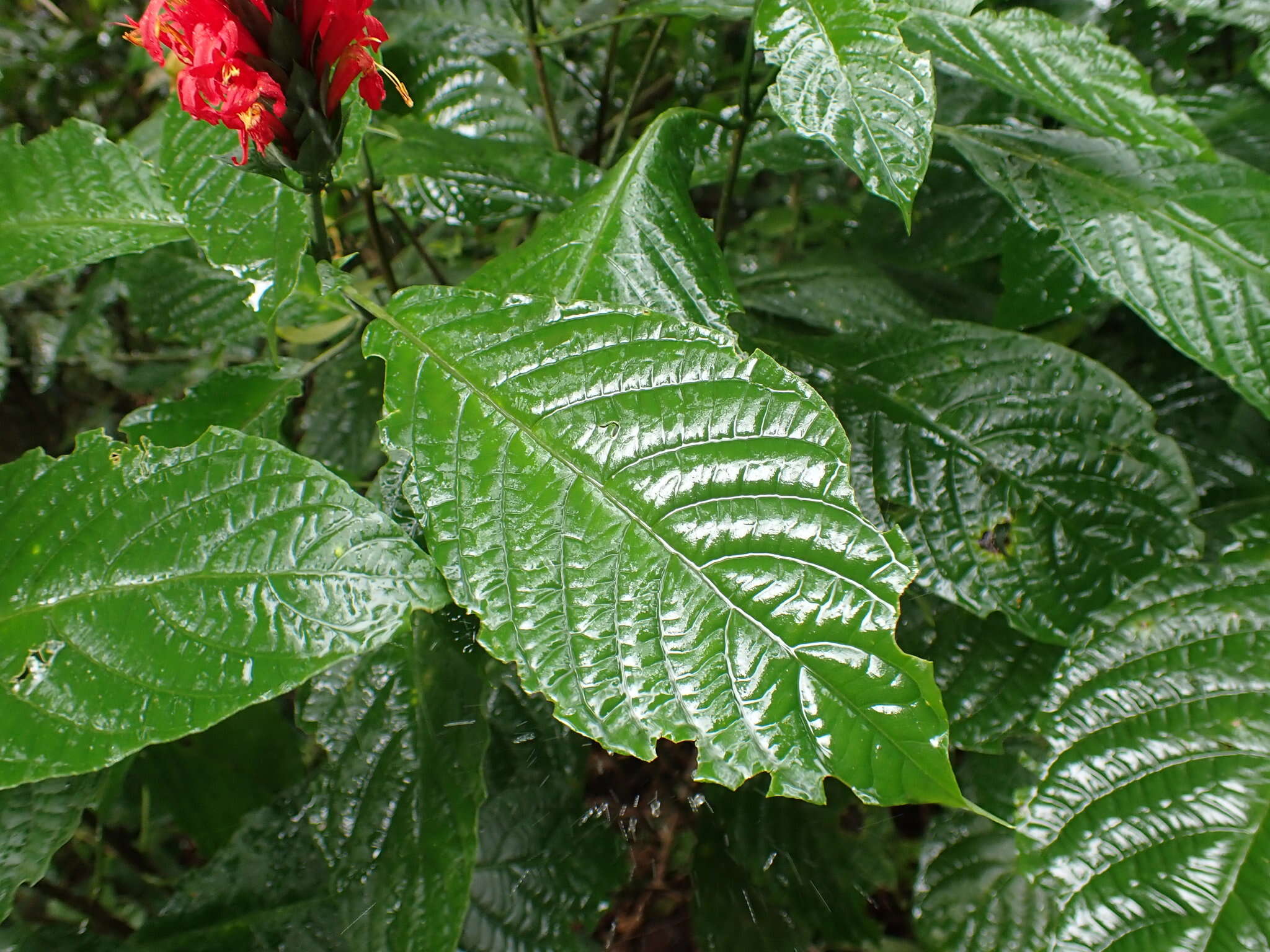 Pachystachys coccinea (Aubl.) Nees resmi