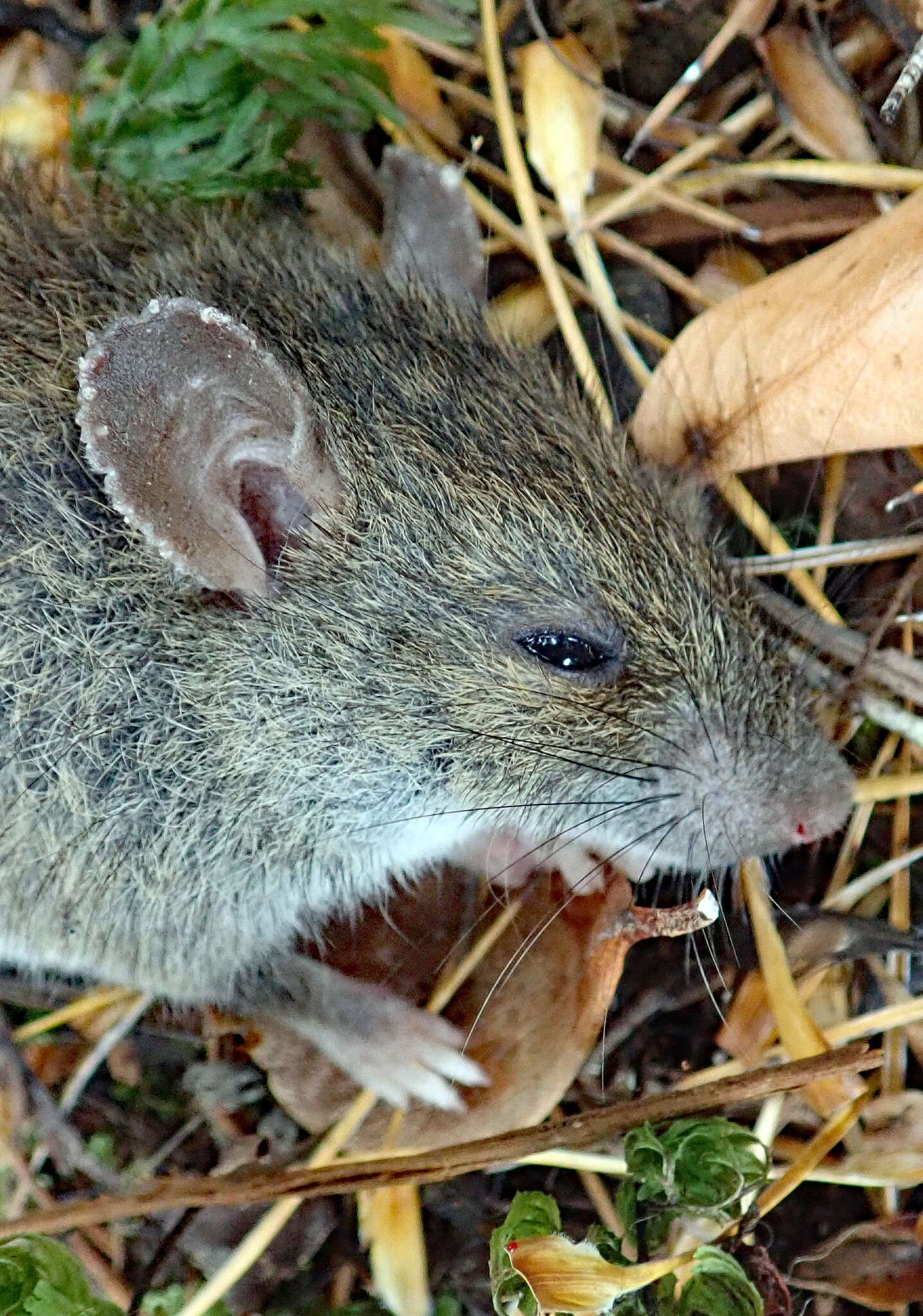 Image of Pacific Rat