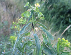 Image of Leafy Spurge Stem Boring Beetle