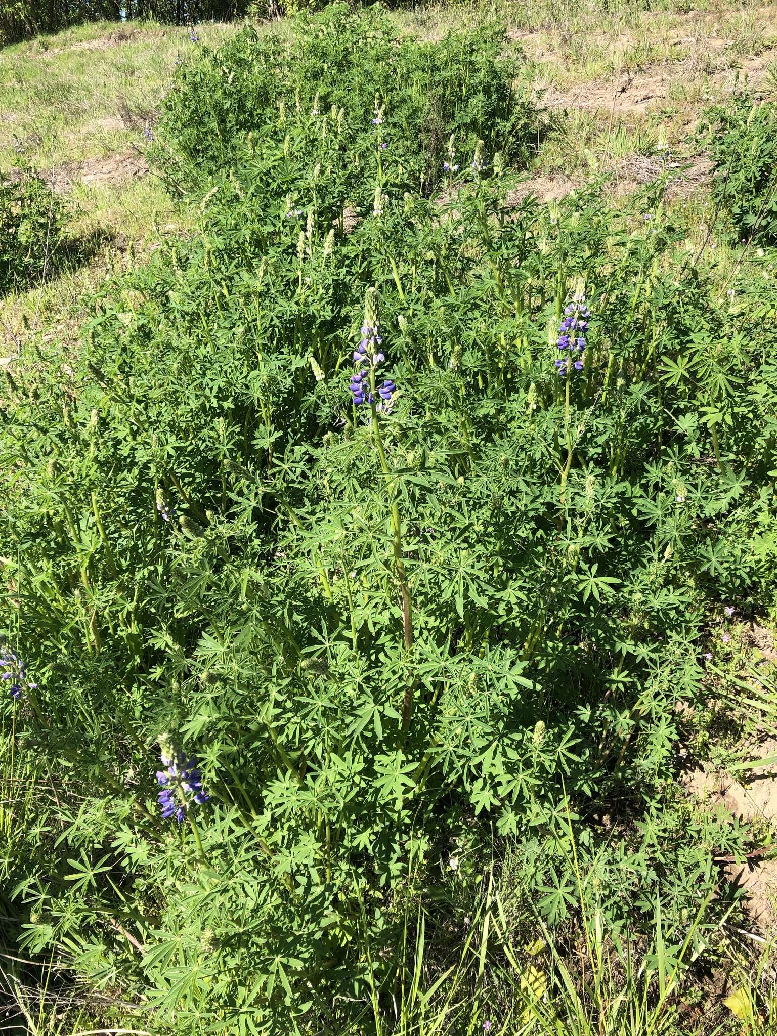 Image of Riverbank Lupine