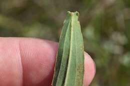 Eupatorium leucolepis (DC.) Torr. & A. Gray resmi