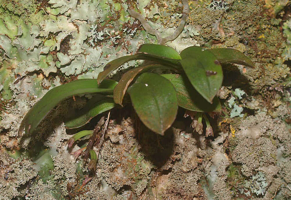 Plancia ëd Drymoanthus adversus (Hook. fil.) Dockrill