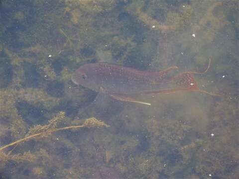 Image of Eartheater cichlid