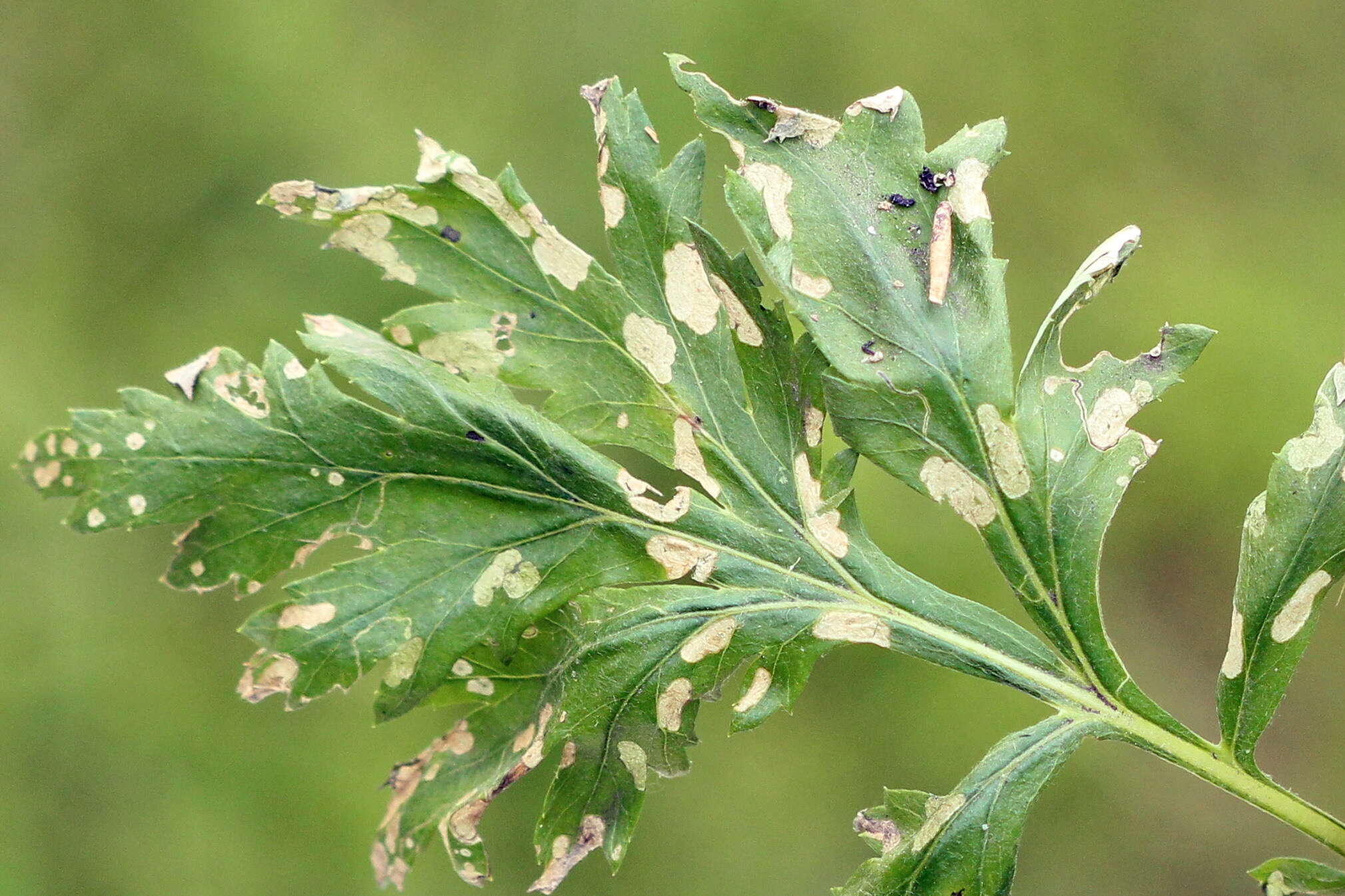 Imagem de Coleophora trochilella Duponchel 1842